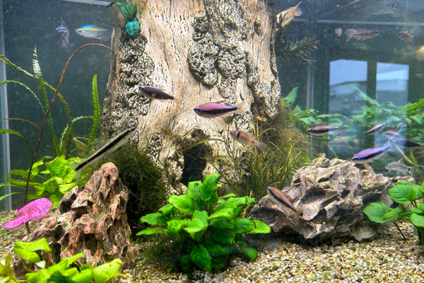 Akvarium